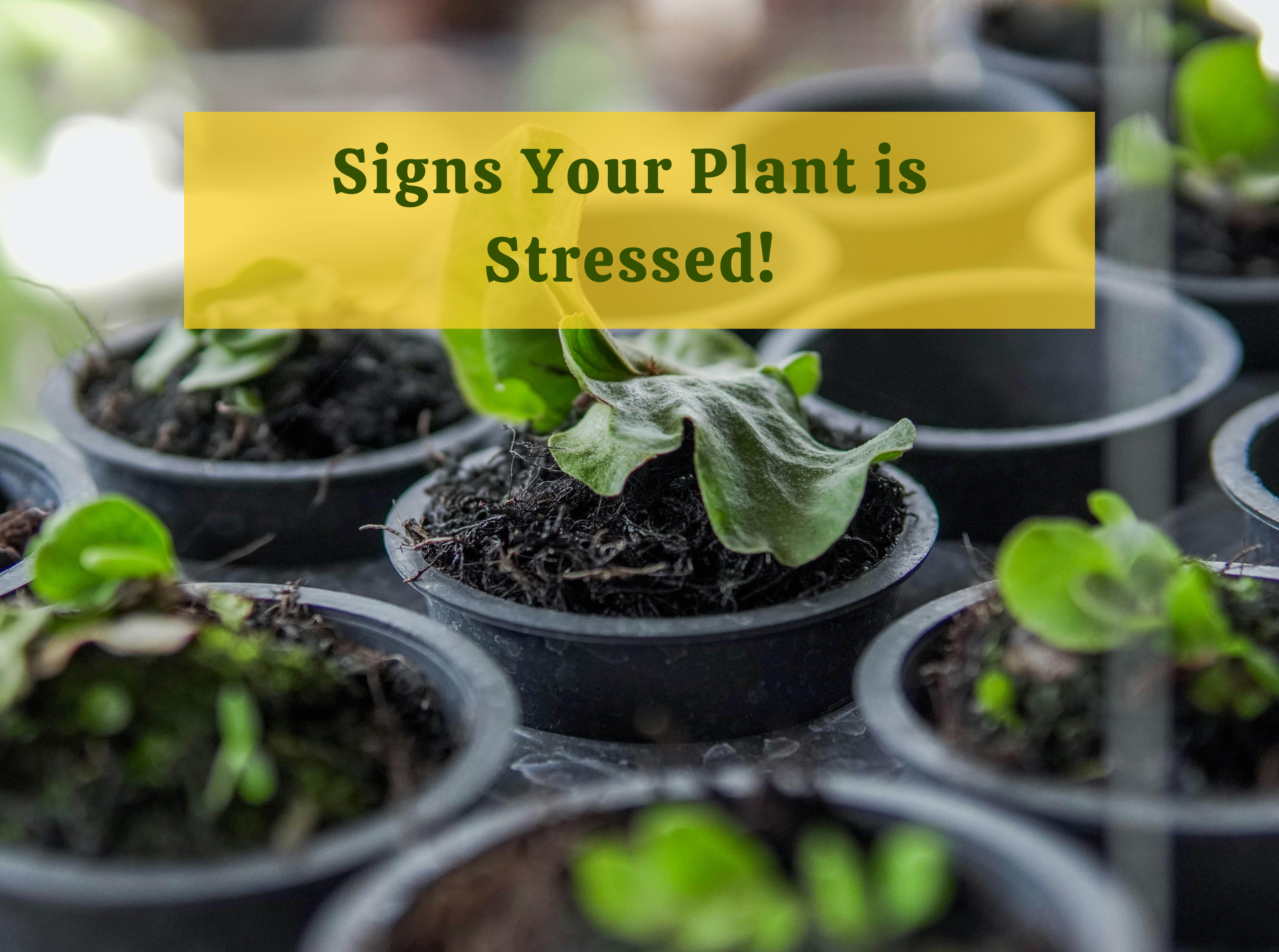 Signs Your Plant Is Stressed by Cold (Before It's Too Late)  Ecofynd