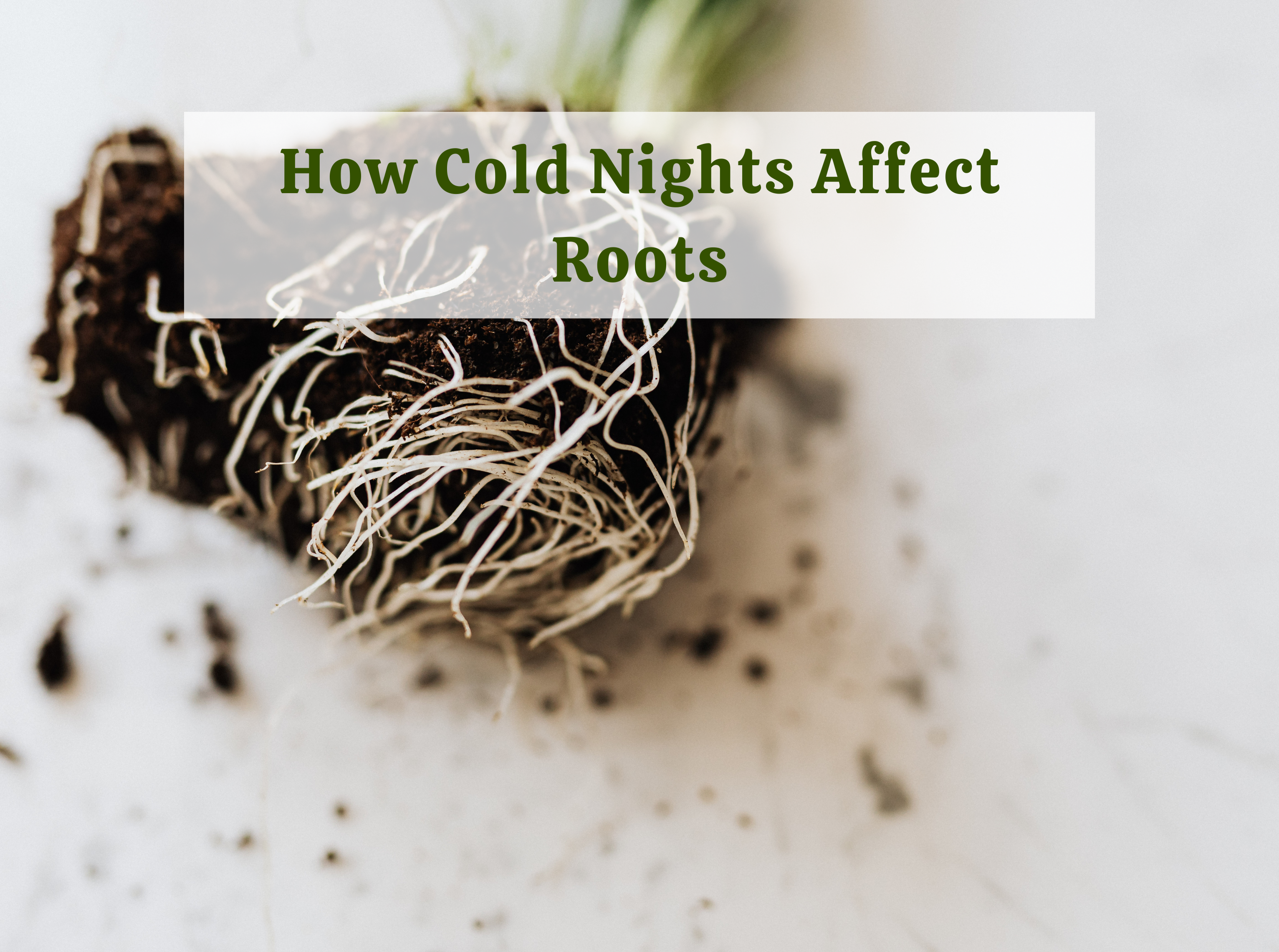 Allect Cold How Cold Nights Affect Roots More Than Leaves – Ecofynd
