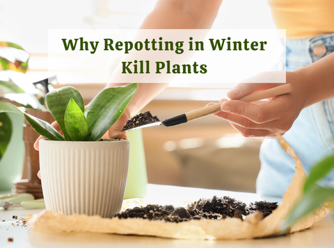 Why Repotting in Winter Can Kill Healthy Plants