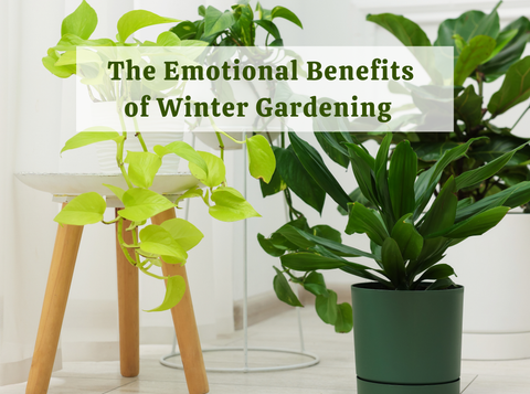 The Emotional Benefits of Winter Gardening Nobody Talks About