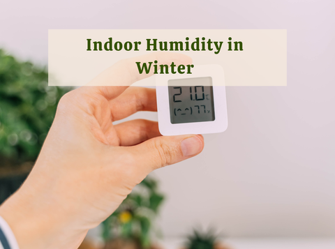 Indoor Humidity in Winter: What Plants Really Need