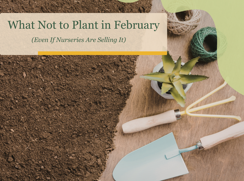 What Not to Plant in February (Even If Nurseries Are Selling It)