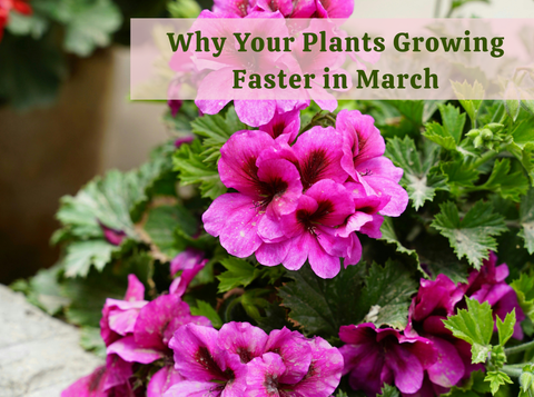 Why Your Plants Suddenly Start Growing Faster in March