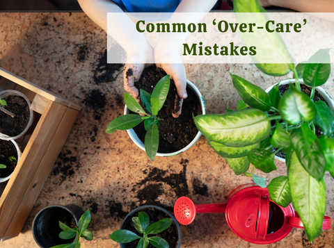 Common ‘Over-Care’ Mistakes Plant Parents Make This Month