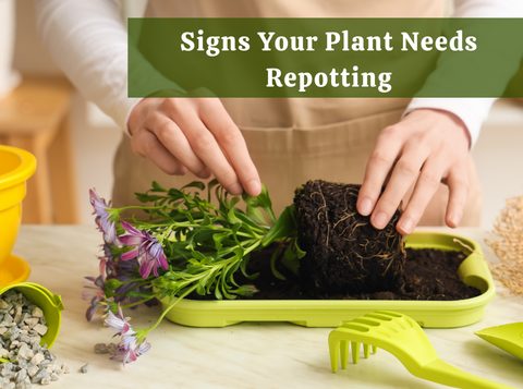 Signs Your Plant Needs Repotting Before Summer Arrives