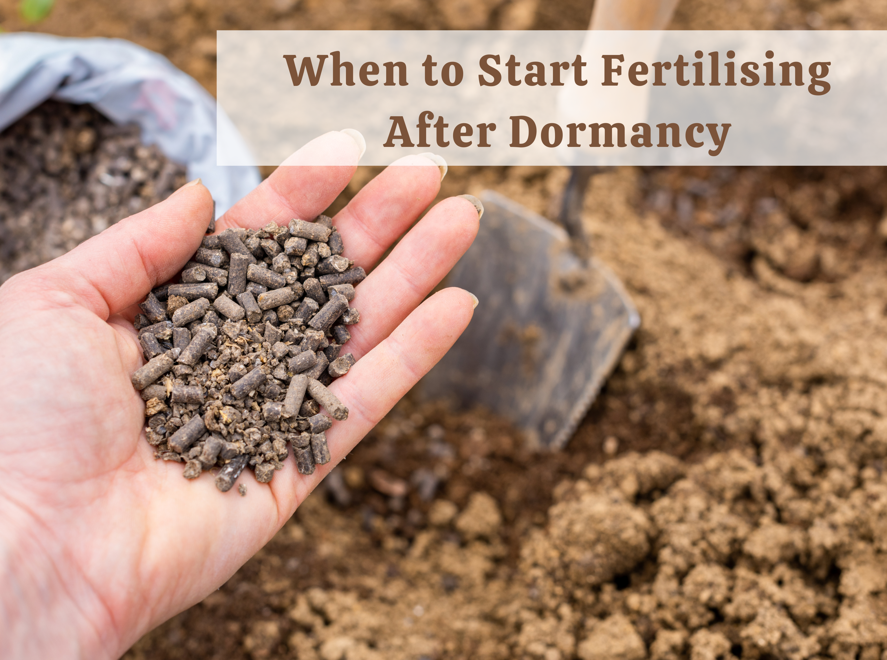 When to Start Fertilizing Again After Winter Dormancy – Ecofynd