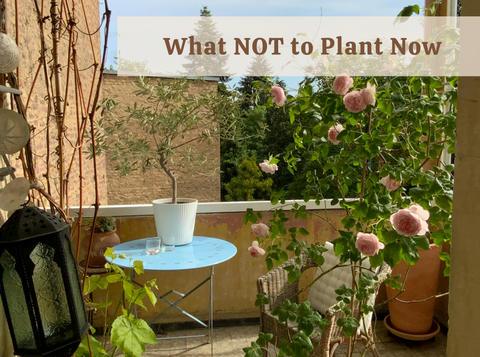 What NOT to Plant Now: Plants That Will Struggle in the Coming Heat