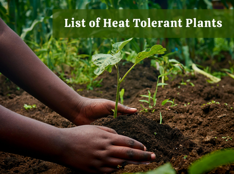 Plants That Can Still Be Planted in Late April (And Won’t Burn in May)