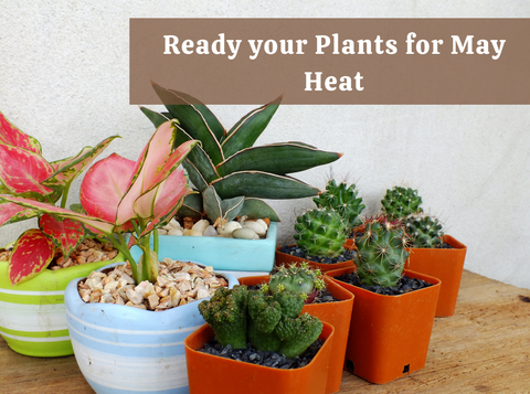 How to Know If Your Plant Is Ready for May Heat