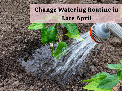 Why Your Watering Routine Needs to Change Again in Late April