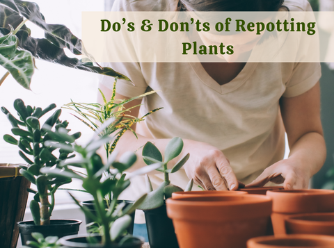 Do’s & Don’ts of Repotting Plants Right Before Summer