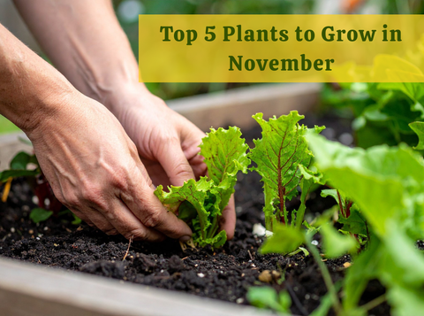 Top 5 Plants to Grow in November for Indian Climate