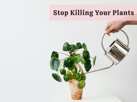 Why You Should Stop Overwatering This Month