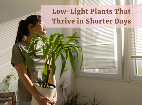 Low-Light Plants That Thrive in Shorter Days