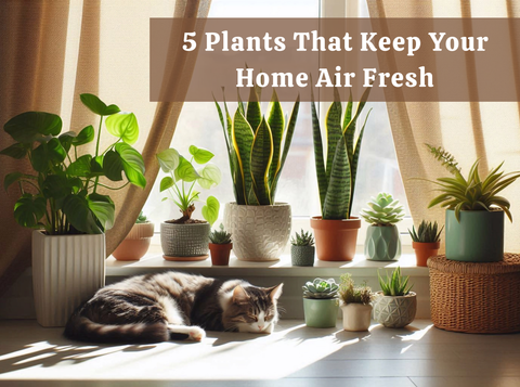 5 Plants That Keep Your Home Air Fresh in Cold Weather