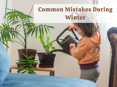 Common Mistakes in Winter Watering You Must Avoid