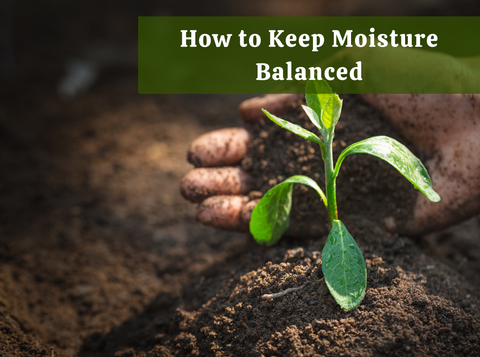 How to Keep Moisture Balanced This Season