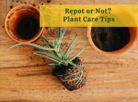 Repot or Not? Knowing When to Leave Your Plants Be