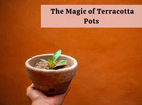 Why Terracotta Pots Work Best in November