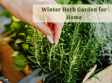Winter Herbs to Grow Indoors for Kitchen Gardens