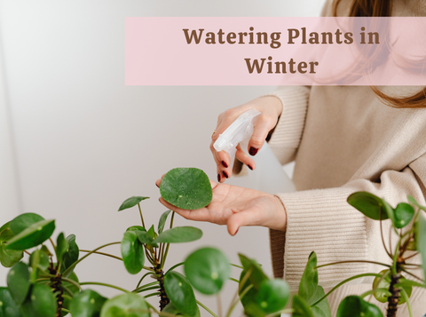 Why Morning Watering Still Matters in Winter