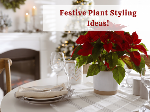 Festive Plant Styling Ideas!