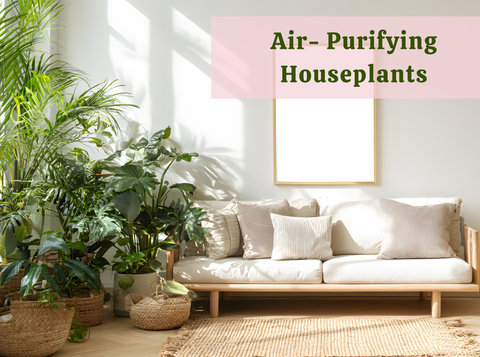 Can Houseplants Really Improve Indoor Air Quality? (Science Explained)