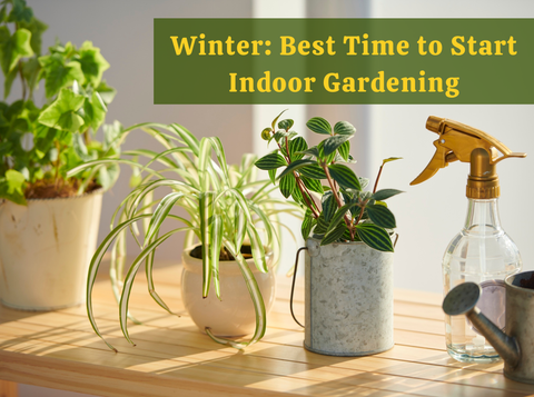 Why Winter Is the Best Time to Start Indoor Gardening