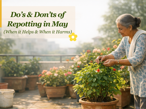Do’s & Don’ts of Repotting in May: When It Helps & When It Harms