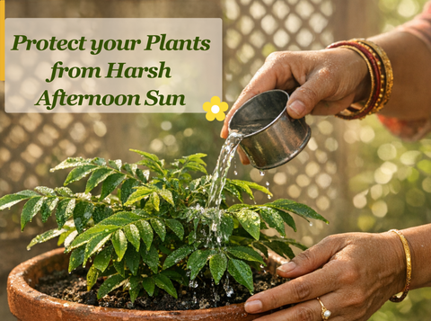 How to Protect Plants from Harsh Afternoon Sun Without Moving Them Indoors