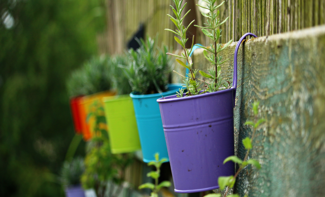 5 Tips to Choose the Best Pot or Planter for your Plants