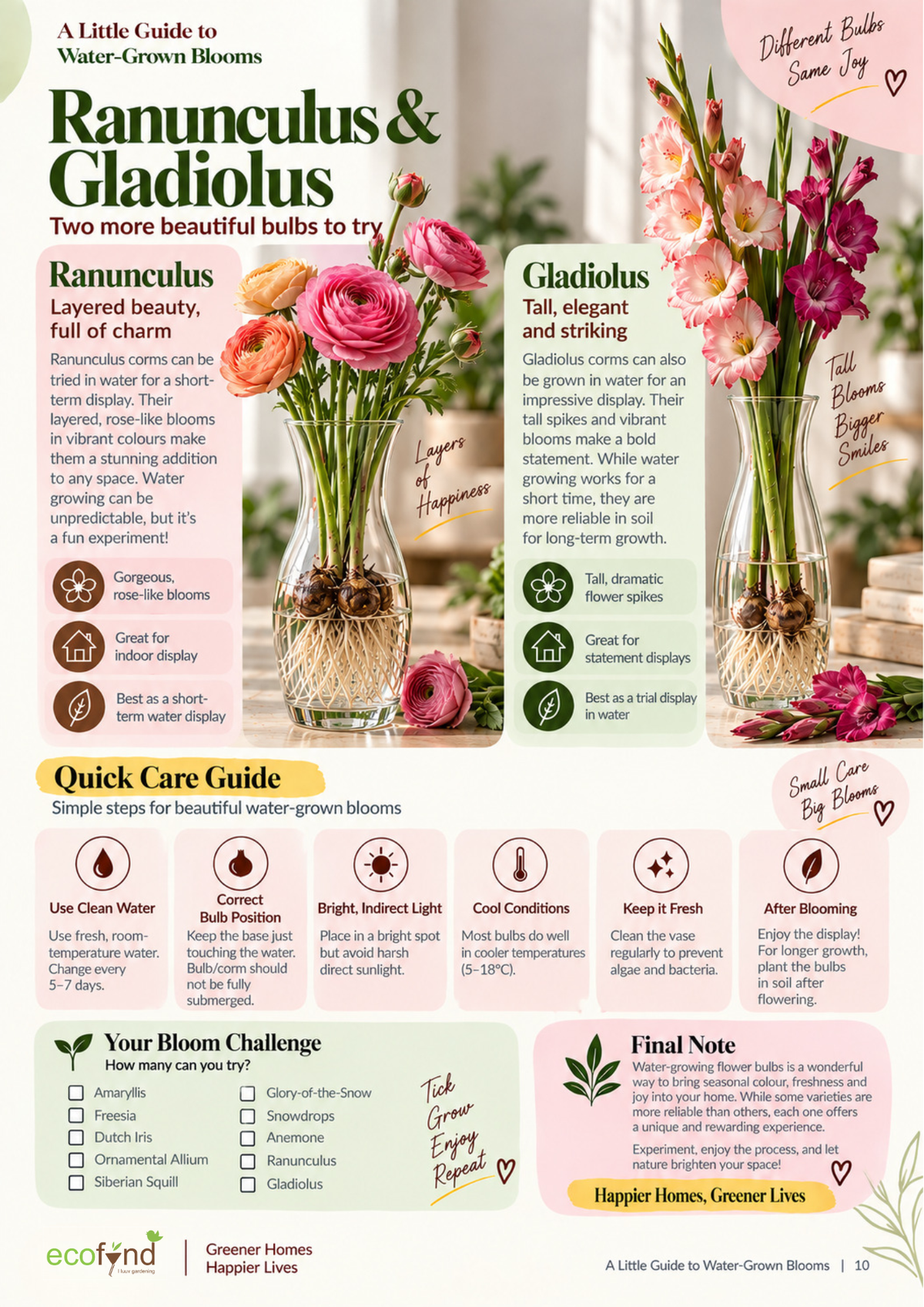 Ecofynd guide comparing Ranunculus and Gladiolus bulbs for water growing, with a quick care guide and a 10-bulb bloom challenge checklist