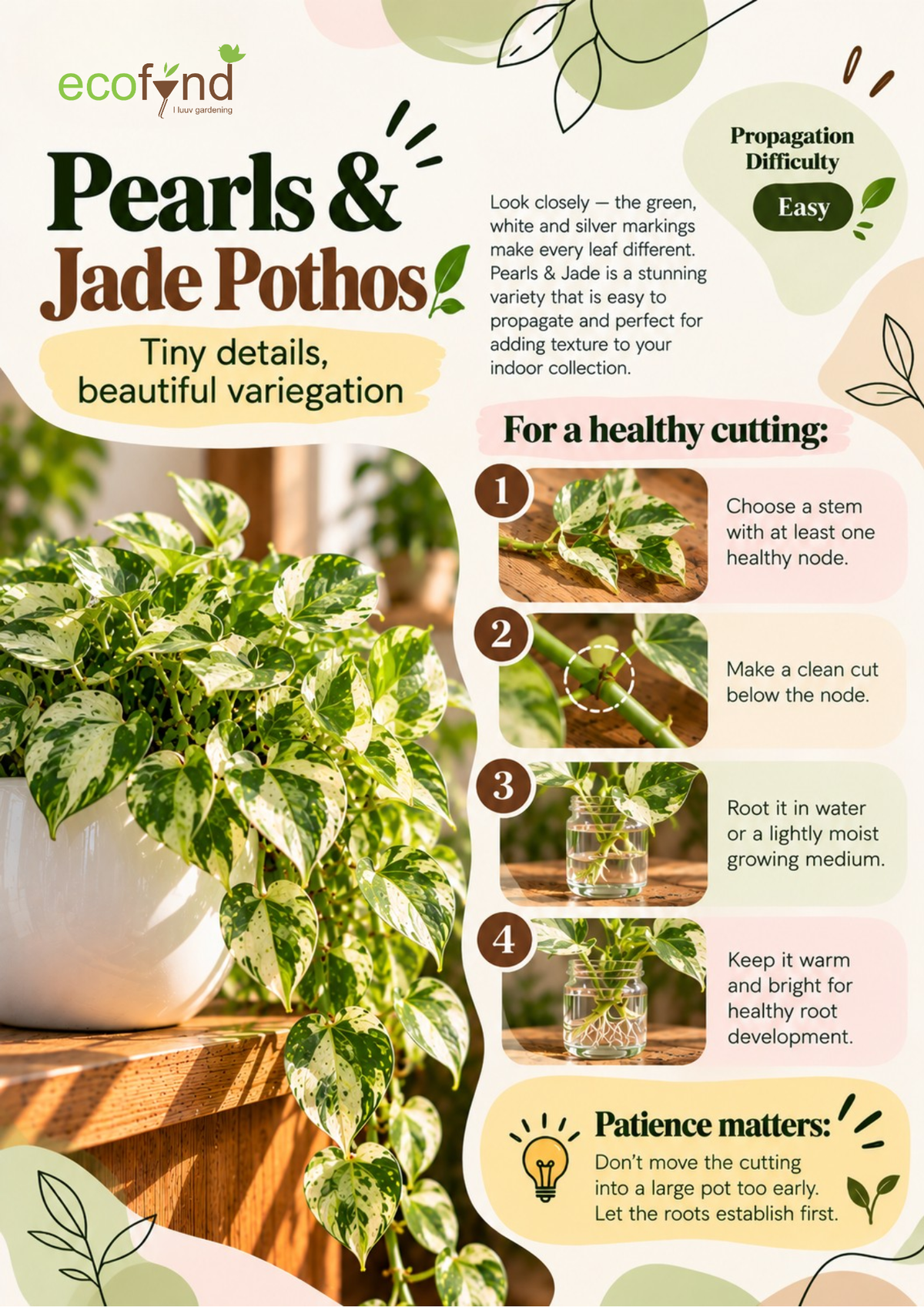 Ecofynd guide on propagating Pearls and Jade Pothos in water, an easy variety with green, white and silver marbled leaves