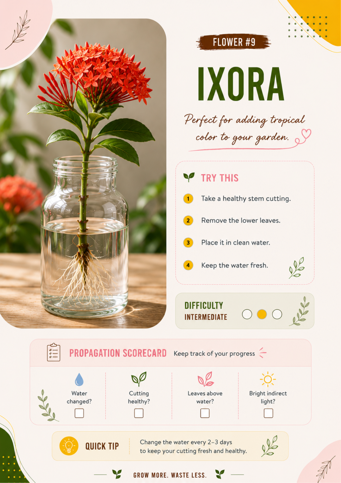 Ecofynd water propagation guide showing how to propagate Ixora from stem cuttings