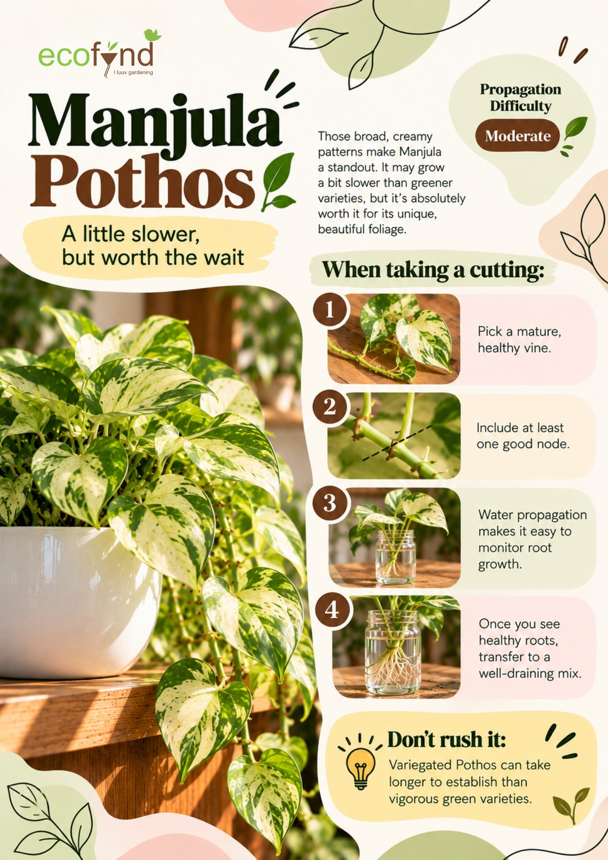 Ecofynd guide on propagating Manjula Pothos in water, a moderate-difficulty variety with broad creamy variegated patterns