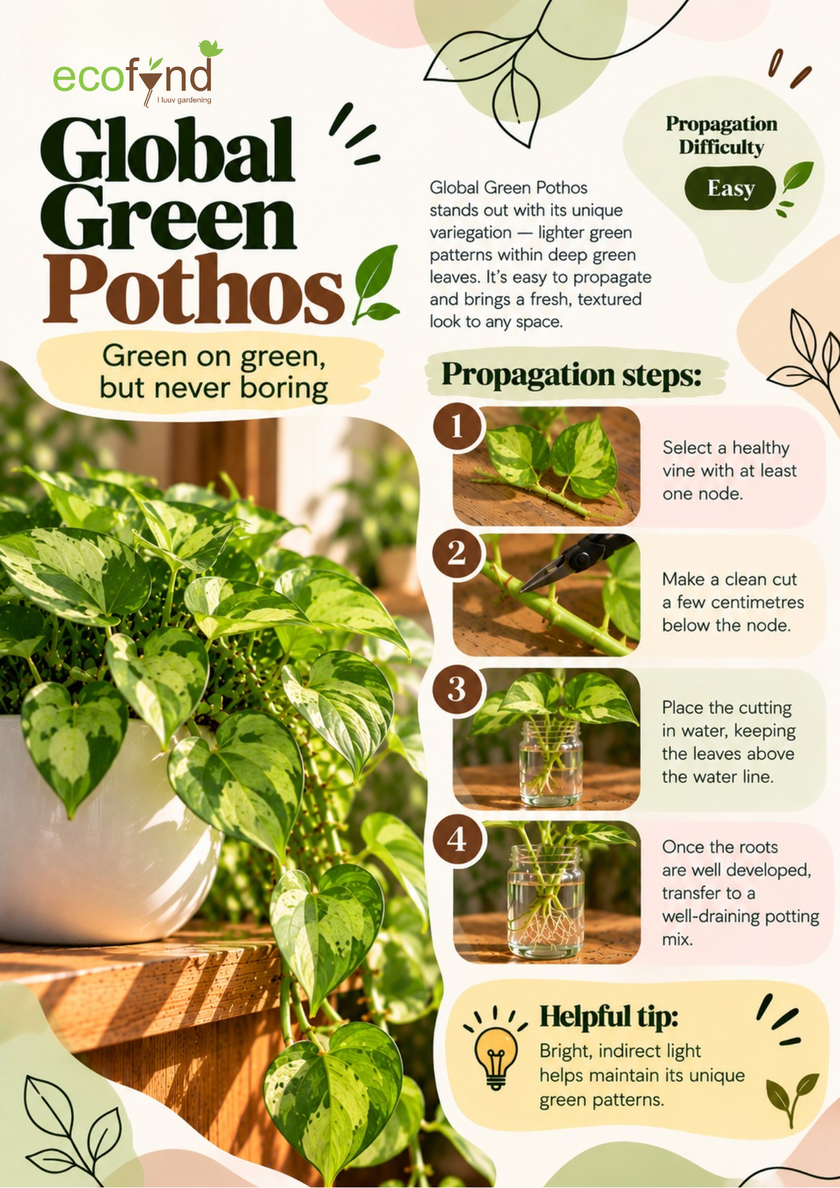 Ecofynd guide on propagating Global Green Pothos in water, an easy variety with light and deep green variegation