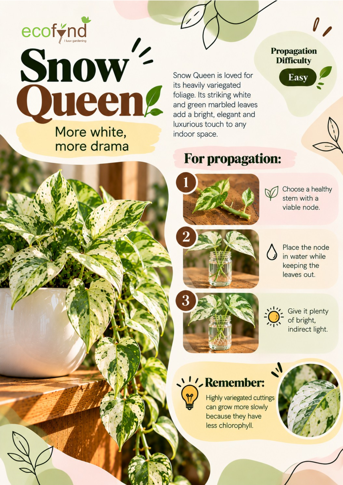 Ecofynd guide on propagating Snow Queen Pothos in water, an easy variety with heavily variegated white and green marbled leaves