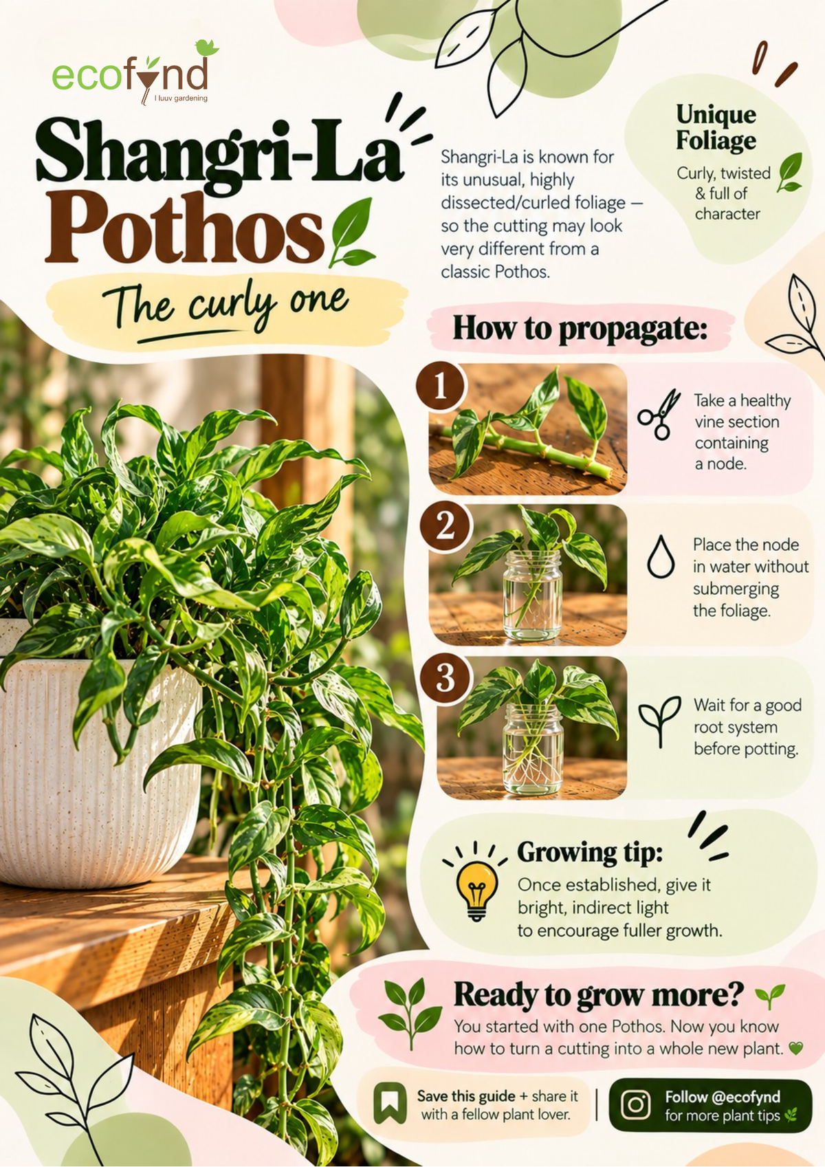 Ecofynd Shangri-La Pothos propagation guide with curly dissected foliage, closing page encouraging readers to save and share the guide