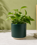 ecofynd Ecofynd 6 Inch Dark Green Ceramic Cachepot Planter with Drainage
