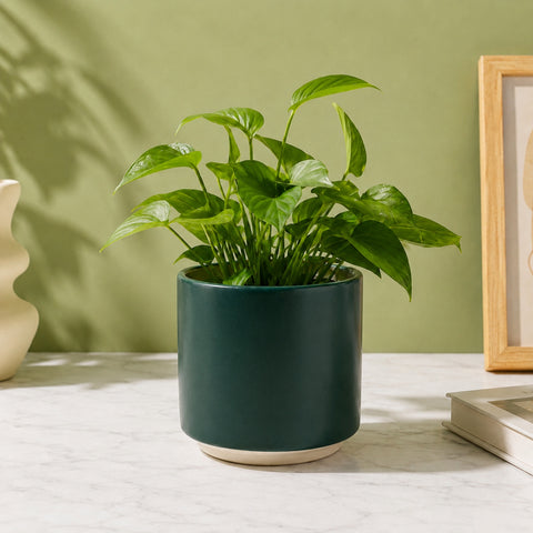 ecofynd Ecofynd 6 Inch Dark Green Ceramic Cachepot Planter with Drainage