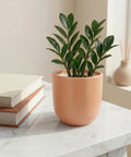 ecofynd Ecofynd Blush Peach 5 inch Ceramic Cachepot Planter for Indoor Plants