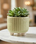 ecofynd Ecofynd Light Green 3.5 Inch Ribbed Ceramic Cachepot Planter with Drainage Hole