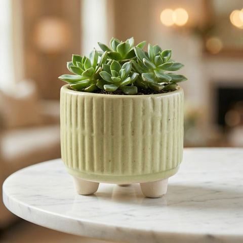 ecofynd Ecofynd Light Green 3.5 Inch Ribbed Ceramic Cachepot Planter with Drainage Hole