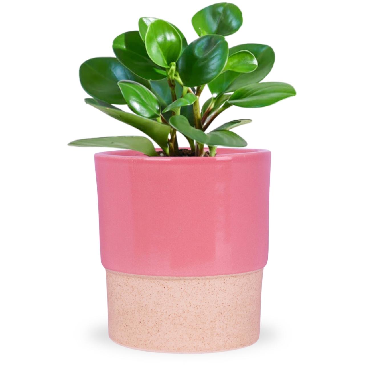 Ceramic Plant Pot