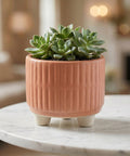 ecofynd Ecofynd Peach 3.5 Inch Ribbed Ceramic Cachepot Planter with Drainage Hole