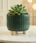 ecofynd Ecofynd Dark Green 3.5 Inch Ribbed Ceramic Cachepot Planter with Drainage Hole