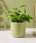 ecofynd Ecofynd 6 Inch Light Green Ceramic Cachepot Planter with Drainage