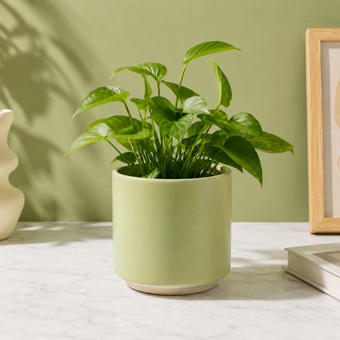 ecofynd Ecofynd 6 Inch Light Green Ceramic Cachepot Planter with Drainage