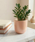 ecofynd Ecofynd Blush Pink 5 inch Ceramic Cachepot Planter for Indoor Plants
