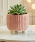 ecofynd Ecofynd Pink 3.5 Inch Ribbed Ceramic Cachepot Planter with Drainage Hole